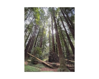 Redwoods B Jigsaw Puzzle (252 and 520 pieces)