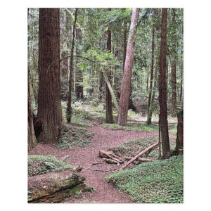Redwoods C Jigsaw Puzzle (252 and 520 pieces)