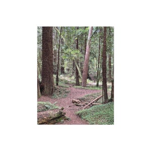 Redwoods C Jigsaw Puzzle (252 and 520 pieces)