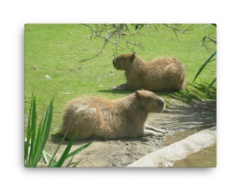 Capybara Sisters Canvas Prints