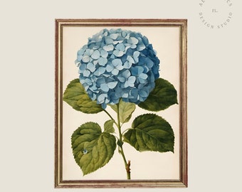 Vintage Hydrangea Botanical Art Print, Classic Flower Print, Blue Hydrangea, Spring flower art print, Antique botanical sketch