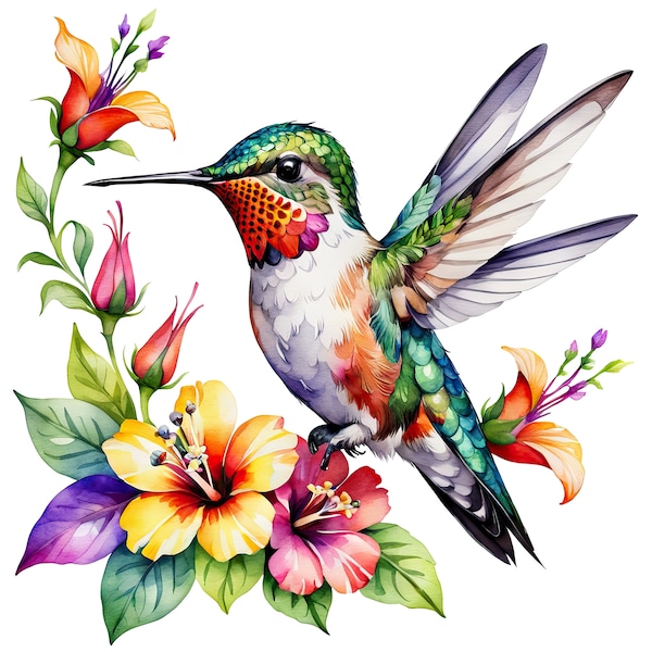 Hummingbird Clipart - Etsy