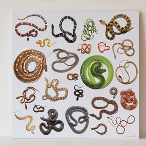 Snake Species Print, Ready to hang animal print