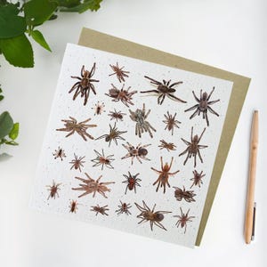 Illustrative Vogelspinne Karte