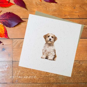 Carte chien bichon havanais