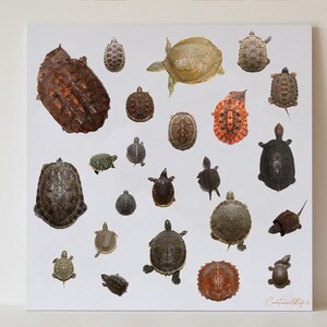 Schildkrötenartendruck, fertig zum Aufhängen