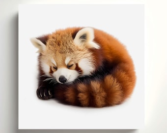 Sleeping Red Panda Print, Wildlife Art, Ready to Hang