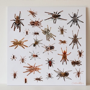 Tarantula Species Print, Ready to hang animal print