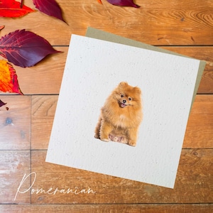 Carta del cane Pomerania