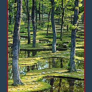 Pode incluir: Uma cena de floresta serena com um caminho sinuoso de pedras para caminhar atrav&eacute;s de um lago de &aacute;gua. As &aacute;rvores se refletem na &aacute;gua, criando um efeito espelhado. O texto "The Wood Between The Worlds" &eacute; exibido na parte inferior da imagem.