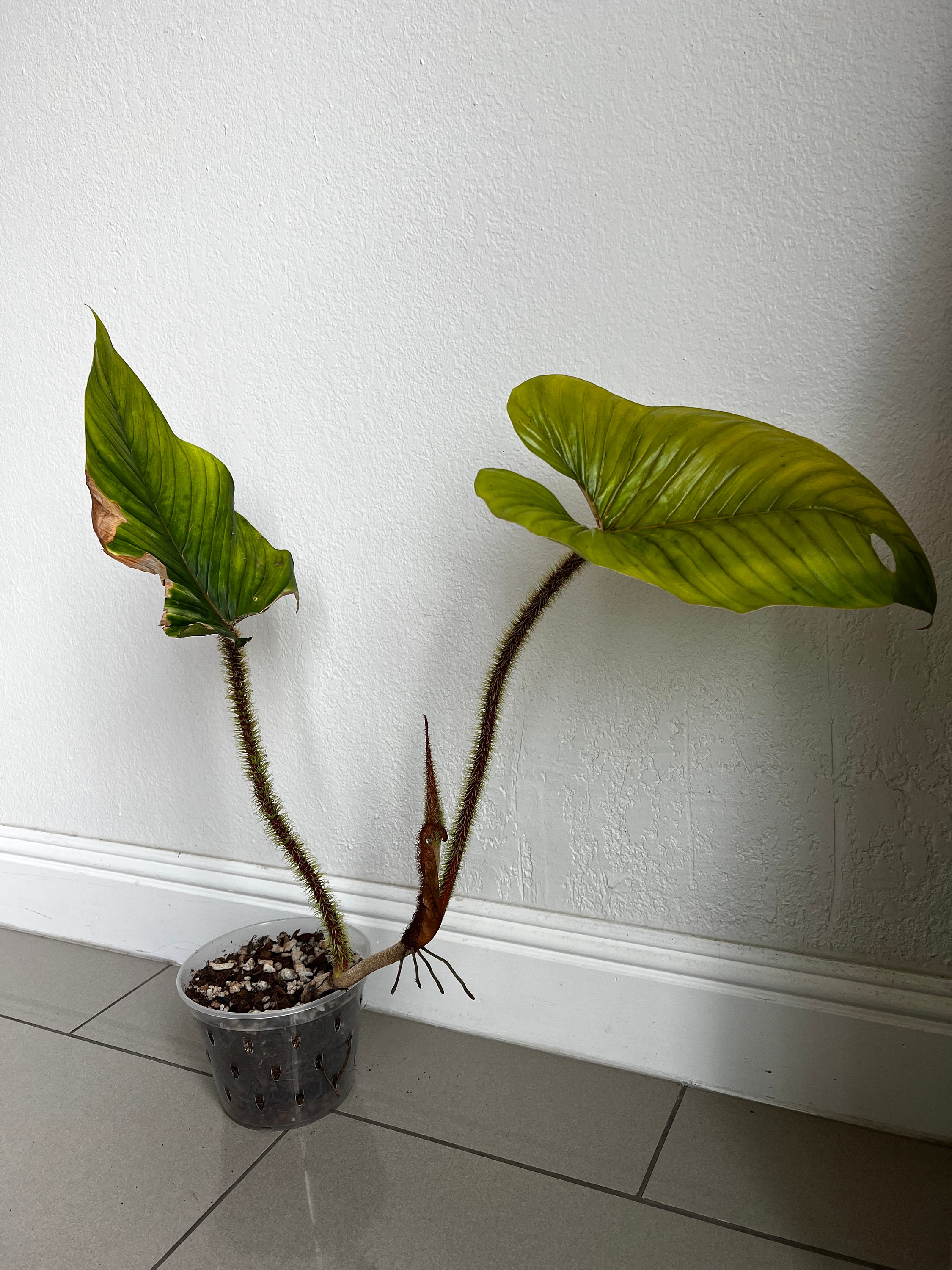 Philodendron Serpens - Etsy Israel