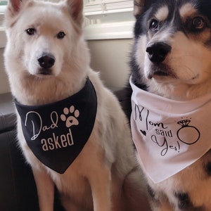Archivos SVG de pañuelo para perro para anuncio de compromiso, papá preguntó y mamá dijo que sí, comprometidos, fotos de compromiso, anuncio de compromiso de mascotas, cricut