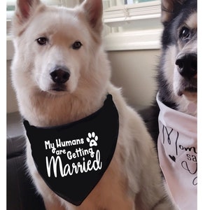 Annonce de fiançailles - Mes humains se marient en SVG, PNG, fiancés. Idée de bandana pour chien pour faire-part de fiançailles, fichier cricut, photos