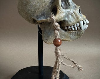 オマキザルの頭蓋骨レプリカ（展示台付き）｜博物館級の工芸品 - Etsy 日本