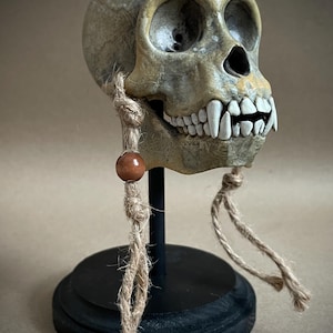Capuchin Monkey Skull Replica with Display Stand | Museum-Style Artifact