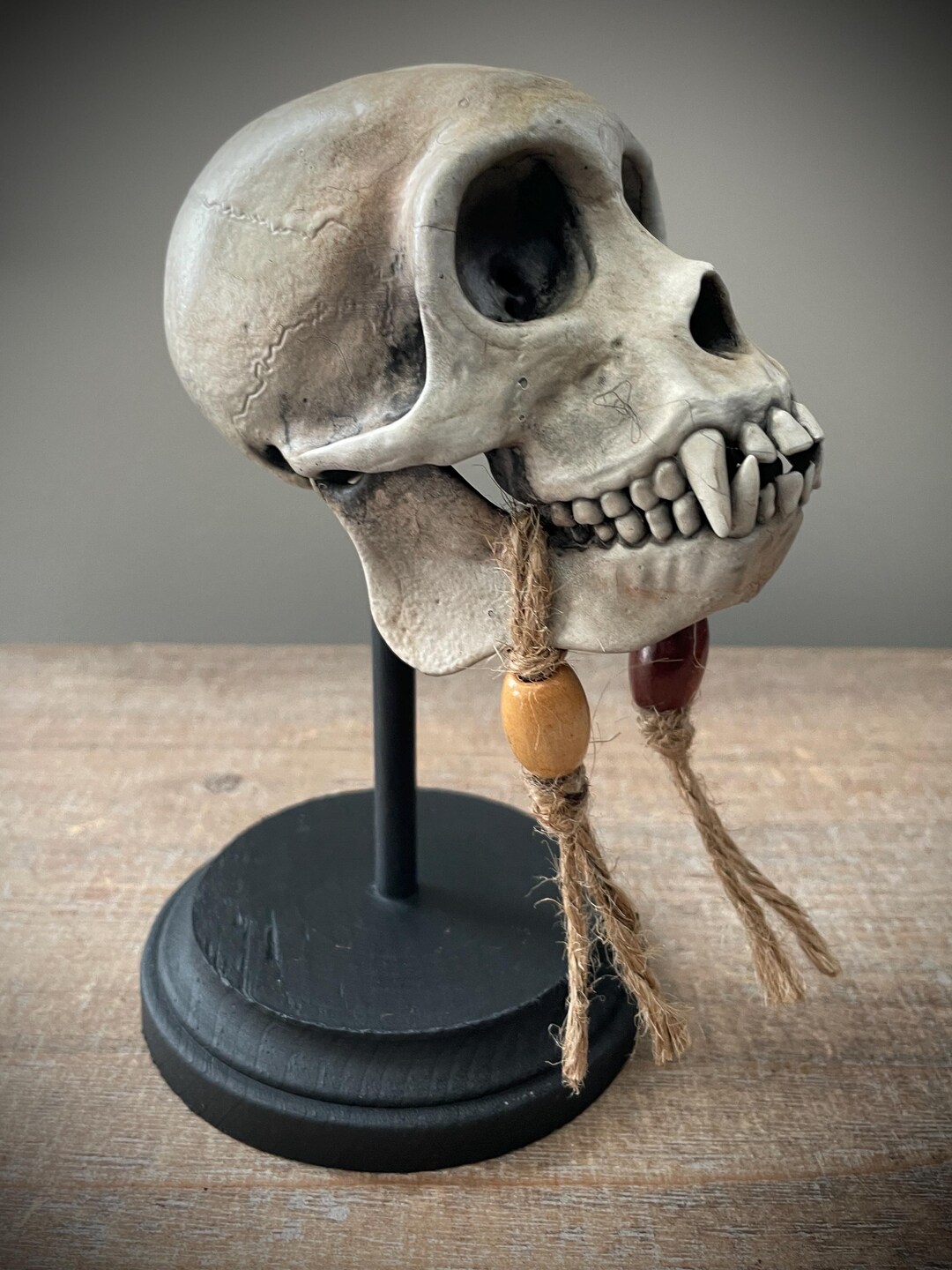 Réplica de crânio de macaco-prego com suporte de exposição
