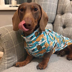 May include: A brown dachshund dog wearing a blue and white striped shirt with a pattern of fried food and text. The dog is licking its nose and sitting on a gray upholstered chair.