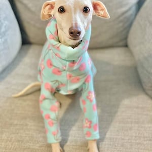 May include: A light-coloured Italian Greyhound dog wearing a light blue and pink floral patterned pajama set. The dog is sitting on a grey sofa, looking directly at the camera. The pajama set includes a hooded top and matching trousers.
