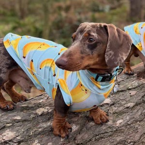 May include: A brown and tan dachshund wearing a light blue dog shirt with a repeating pattern of yellow bananas. The dog is standing on a log in a natural outdoor setting. The shirt has a collar and a tag.