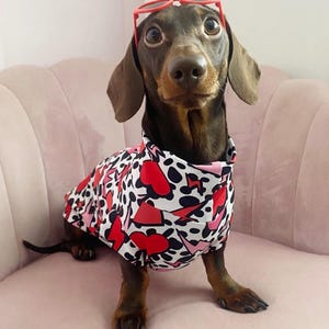May include: A brown dachshund wearing red sunglasses and a patterned shirt with red hearts, pink shapes, and black spots on a white background. The dog is sitting on a pink, tufted chair.