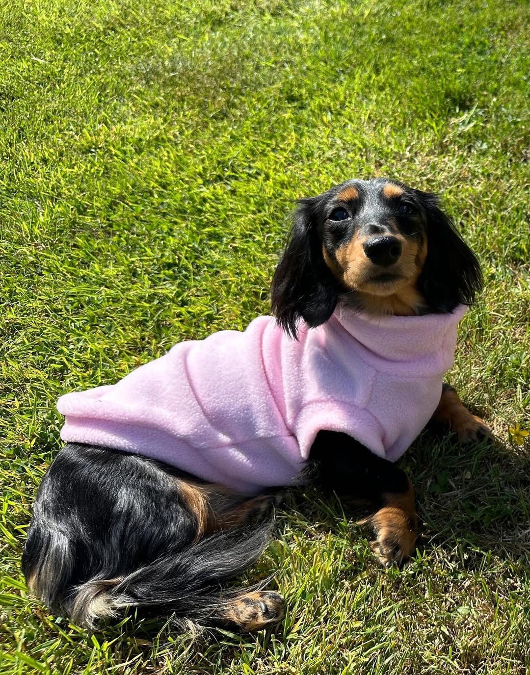 Sausage Dog Miniature Dachshund Coat Types Wiener Dog Full Grown