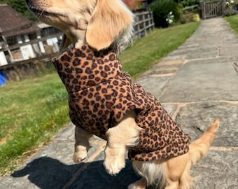 Puede incluir: Un perro salchicha de pelo largo con pelaje dorado claro que lleva un suéter de forro polar con estampado de leopardo marrón y negro con cuello alto. El perro está de pie sobre sus patas traseras en un camino de piedra, mirando al cielo.