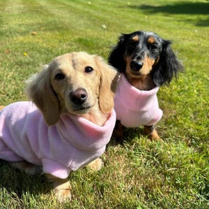 May include: Two Dachshund dogs wearing matching pink fleece sweaters, posing on a grassy lawn. One dog is light tan, the other is black and tan. The dogs are looking directly at the camera.