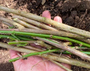 May include: A hand holding a bundle of thin, brown and green twigs. The twigs are about 6 inches long and are perfect for crafts or gardening.