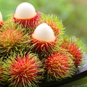 Rambutan/5 SEEDS/Nephelium lappaceum/Tropical Fruit Tree Seed/SEEDS