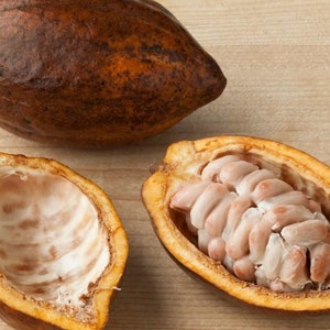 Red Cacao SEEDS/5 SEEDS/Chocolate/Hawaii Tree Seeds/Easy To Grow/Fruit Seeds/Tropical Tree Seeds