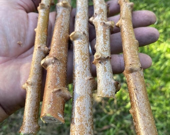 May include: Five brown tree cuttings with visible knots and varying shades of brown and tan. The cuttings are held in a hand, with a green grassy background.