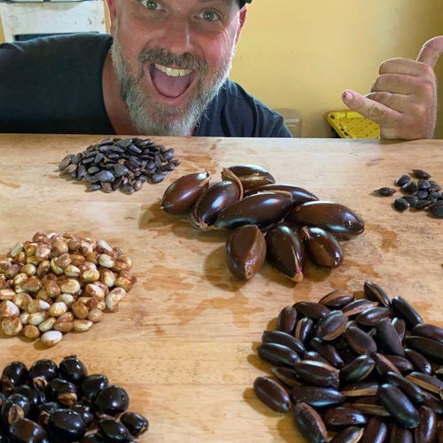 Tropical Tree Seed Mix/50 SEEDS/Tropical Food Forest in a Box/50 SEEDS/Tree Seeds/Abiu/Jackfruit/Mountain Apple/Star Apple/Pedalai/Others