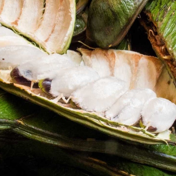 Ice Cream Bean Seed Etsy