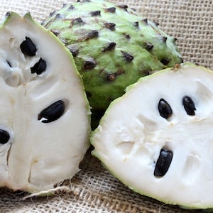 Soursop Seeds/5 SEEDS/Annona muricata/Guanabana/Fruit Tree SEEDS