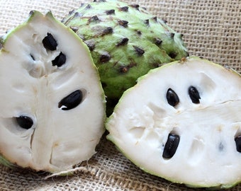 Soursop Seeds/5 SEEDS/Annona muricata/Guanabana/Fruit Tree SEEDS