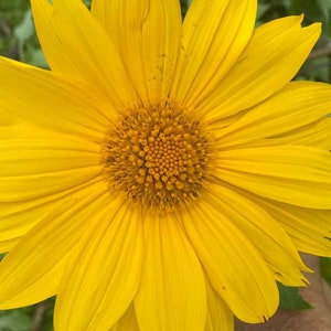 Tithonia Diversifolia/5 CUTTINGS/Mexican Sunflower/Tropical Perennial