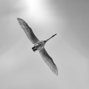 Swan Flying Overhead. Northern Wisconsin. Spring. Black and White. Unique Image Wall Art. Fine Photography.  Living Room.  Wall Decor.