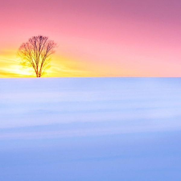 Sunrise. Lone Tree. Empty Field. Winter. Bright Colors. Blue. Magenta.  Northern Wisconsin. Landscape. Nature print, wall art, home décor.