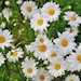 Papier Daisy