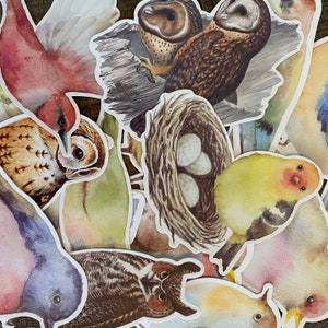 Lot de 15 grands stickers oiseaux | Scrapbooking | Fabrication de cartes | Journaux indésirables | Projets techniques mixtes | Projets de collage | Artisanat pour les amateurs d'oiseaux