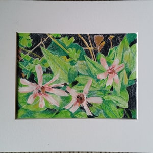Blumen ( Buntstifte )