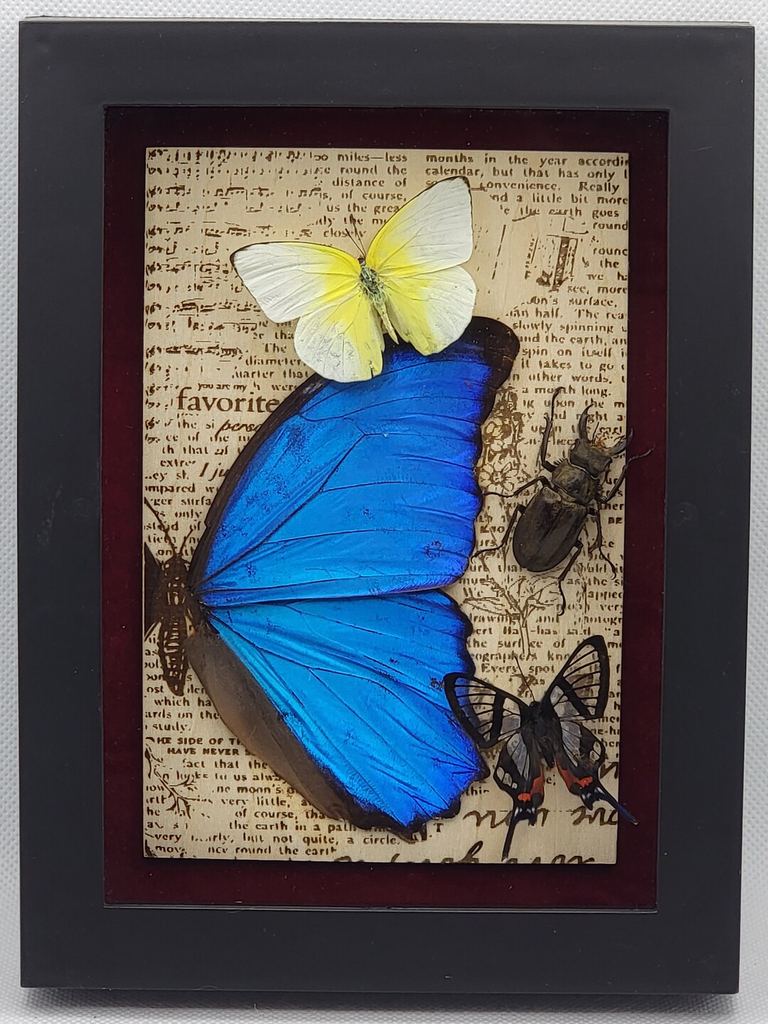 Preserved Insect Taxidermy Art Etsy
