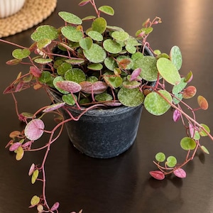 May include: A trailing houseplant with small, round, variegated green and pink leaves on thin reddish stems, potted in a simple black plastic container. The foliage features a delicate, light-colored veined pattern across the surface of each leaf.