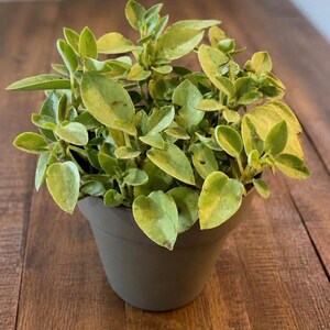Può includere: Una piccola pianta in vaso con foglie variegate di colore verde chiaro e giallo. La pianta è contenuta in un semplice vaso di plastica grigio scuro opaco. Il fogliame è denso e arrotondato, con un mix di tonalità verde lime e giallo pallido.