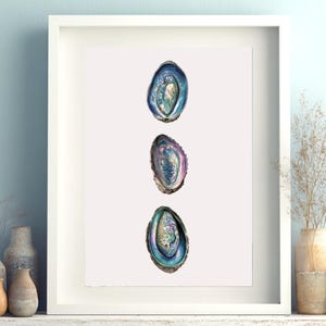 May include: A framed print showing three abalone shell illustrations. The shells are in shades of blue, purple, and green, with iridescent details. The artwork is displayed in a white frame, creating a coastal or nautical theme for home decor.
