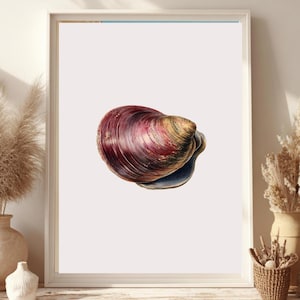 May include: Framed print featuring a detailed illustration of a seashell. The shell displays a gradient of colors, including deep reds, purples, and hints of gold. The artwork is set against a neutral background, enhancing the shell's intricate details.