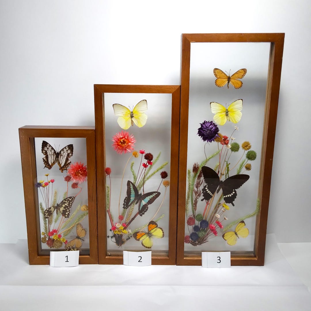 One Wood Framed Butterfly Shadowbox Wall Hanging, You Pick Sm Med or Lg ...