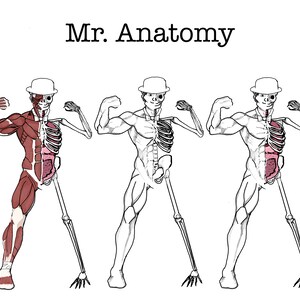 Imprímalo usted mismo Sr. Anatomía 8x11 Póster