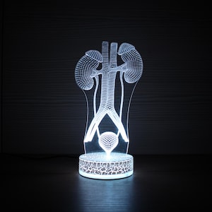Könnte beinhalten: Eine weiße, 3D-gedruckte Nachtlampe in Form eines menschlichen Nierensystems. Das Licht ist eingeschaltet und beleuchtet die Nieren, Harnleiter und Blase.