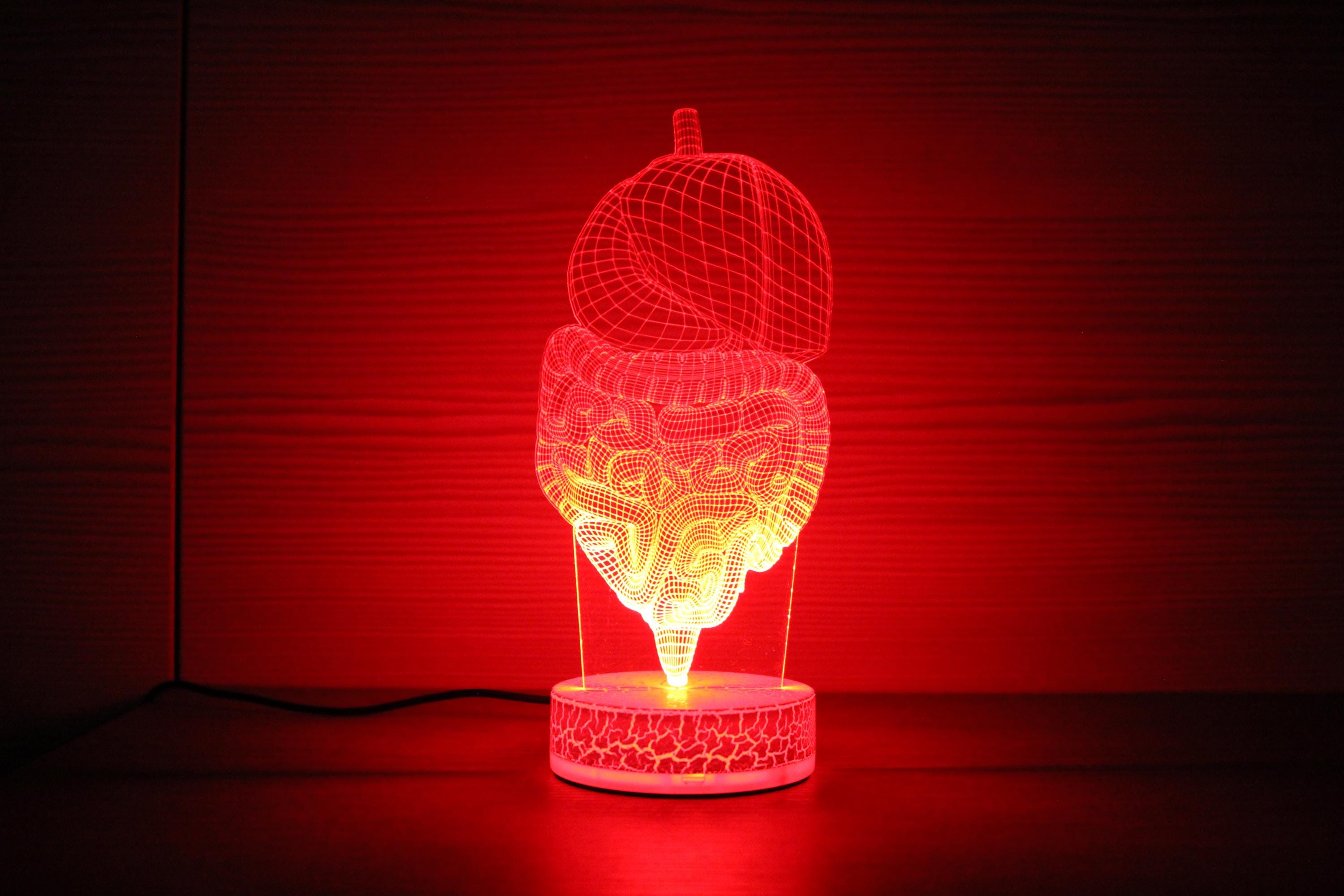Digestive System Gut Lamp Gastroenterologist Gift Gut Light Gift for ...